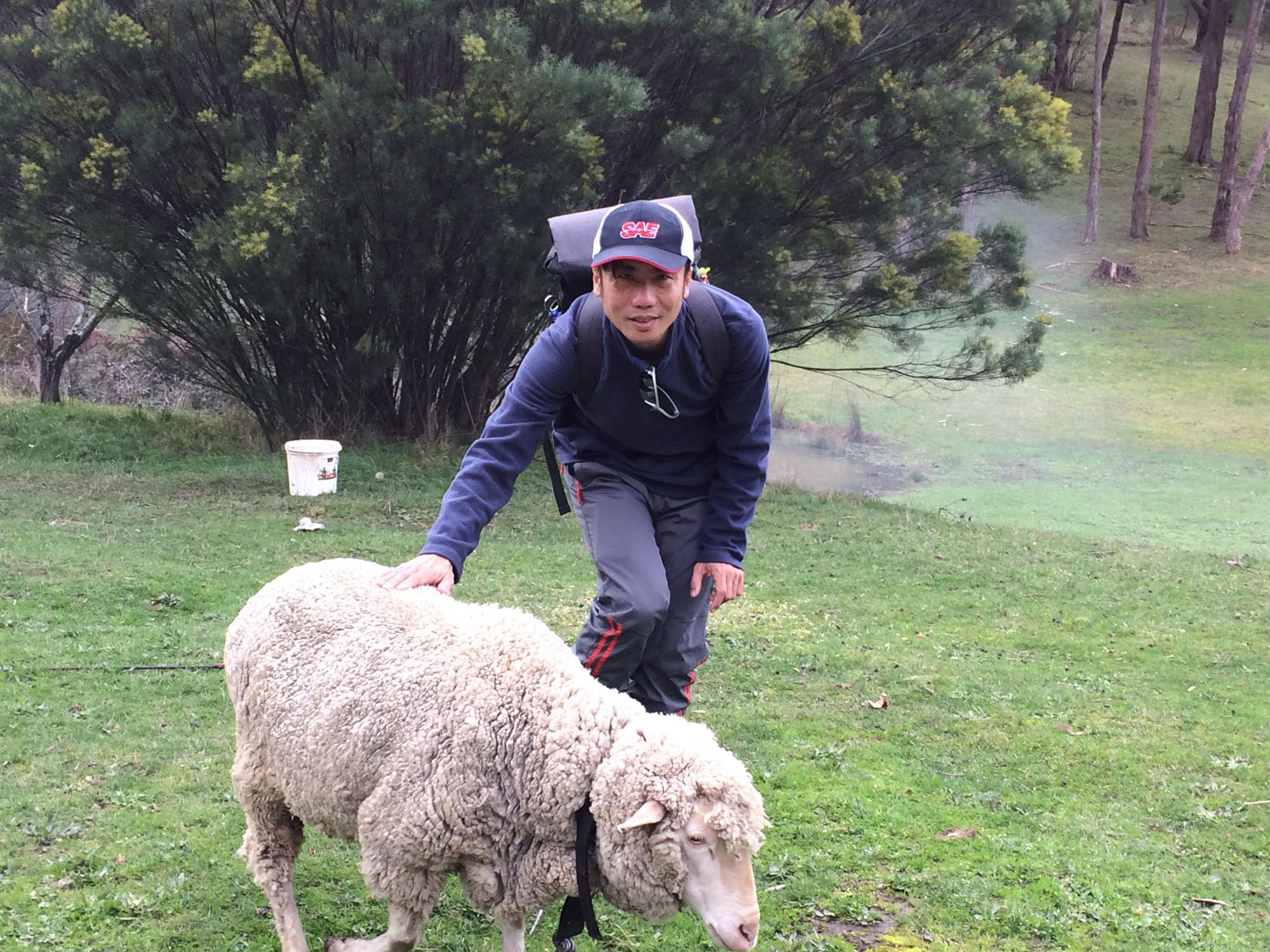 Pet Sheep